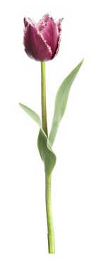 Bir güzel renkli lale beyazda izole edilmiş.