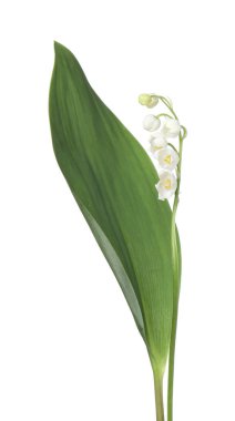 Vadinin güzel kokulu çiçekleri beyazlar üzerinde izole edilmiş.