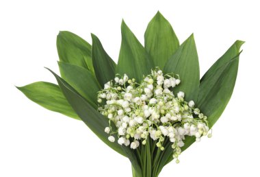 Vadideki güzel zambak buketi beyazda izole edilmiş.