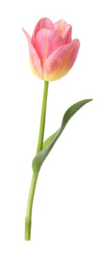 Güzel renkli bir lale beyaza izole edilmiş.