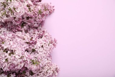 Pembe arka planda güzel leylak çiçekleri, manzaranın üstünde. Metin için boşluk