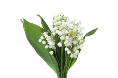 Bir buket güzel zambak vadi çiçekleri bembeyaz