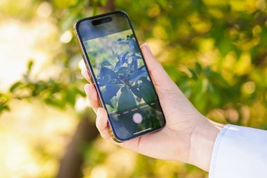 Açık havada akıllı telefondan bitki tanıma uygulaması kullanan bir kadın.