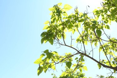 Mavi gökyüzünün altında yeşil yapraklı ağaç dalları, alçak açı manzaralı