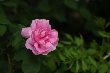 Bahçede açan güzel pembe gül, yakın plan.