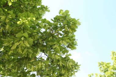 Yeşil yapraklı ağaç dalları açık havada, düşük açılı.