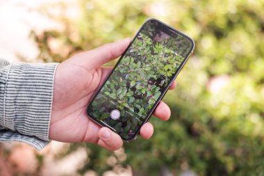 Adam akıllı telefonunda bitki tanıma uygulaması kullanıyor, yakın plan.
