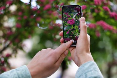 Adam akıllı telefonunda bitki tanıma uygulaması kullanıyor, yakın plan.