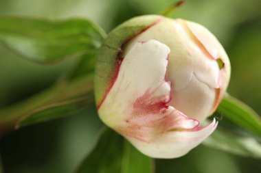 Bulanık yeşil arka planda güzel şakayık çiçeği, makro görünüm