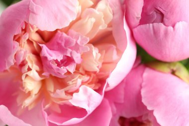 Arka plan olarak güzel şakayık çiçekleri, makro görünüm