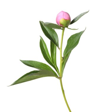 Tomurcuklu şakayık bitkisi ve beyaz yapraklı