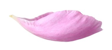 Güzel bir şakayık yaprağı beyaz üzerine izole edilmiş.