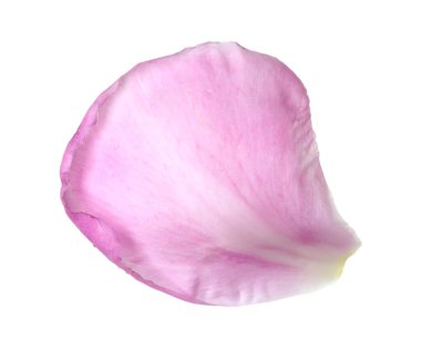 Güzel bir şakayık yaprağı beyaz üzerine izole edilmiş.