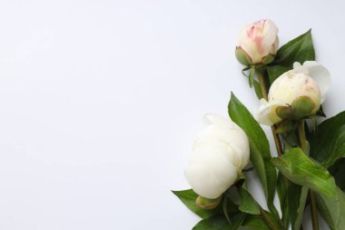 Beyaz arka planda güzel şakayık çiçekleri olan tebrik kartı, düz yatıyordu. Metin için boşluk