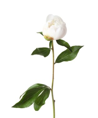 Beyaz yapraklı güzel bir şakayık çiçeği