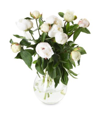 Vazodaki güzel şakayık çiçekleri beyaz vazoda izole edilmiş.