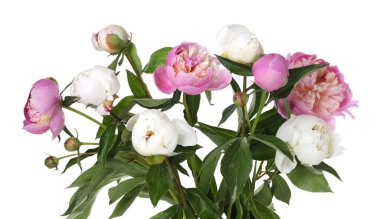 Beyaz bir demet güzel şakayık çiçeği.