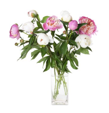 Vazodaki güzel şakayık çiçekleri beyaz vazoda izole edilmiş.