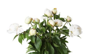 Beyaz bir demet güzel şakayık çiçeği.