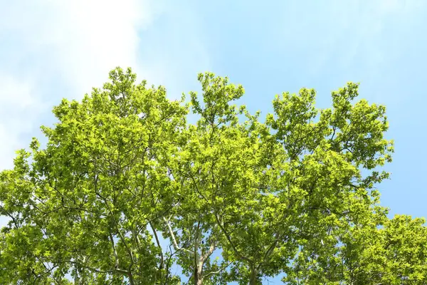 Mavi gökyüzünün altında yeşil yapraklı ağaç dalları, alçak açı manzaralı