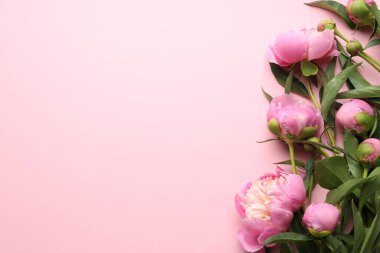 Pembe arka planda güzel şakayık çiçekleri olan tebrik kartı, düz yatıyordu. Metin için boşluk