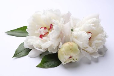 Beyaz arka planda güzel şakayıklar ve yeşil yapraklar