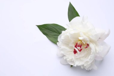 Beyaz arka planda güzel şakayık ve yeşil yapraklar, manzaranın üstünde. Metin için boşluk