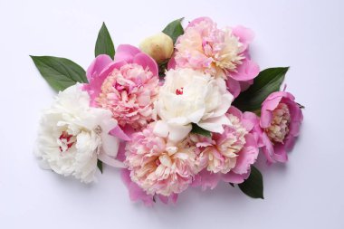 Beyaz arka planda güzel şakayıklar ve yeşil yapraklar.