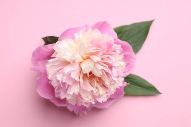 Pembe arka planda güzel şakayık ve yeşil yapraklar, yakın plan.