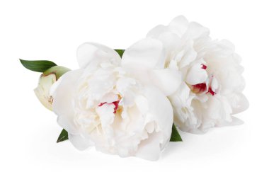 Güzel şakayıklar ve yeşil yapraklar beyaz üzerine izole edilmiş