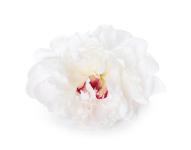 Güzel bir şakayık çiçeği beyaz üzerine izole edilmiş