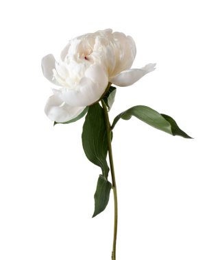 Güzel bir şakayık çiçeği beyaz üzerine izole edilmiş