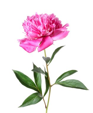 Güzel, pembe bir şakayık beyaz üzerine izole edilmiş.