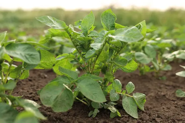 Sebze bahçesinde patatesler yetişiyor. Yakın plan.