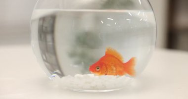 Akvaryumdaki akvaryumda Japon balığı, kapalı masa, yakın plan.