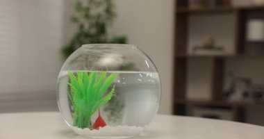 Kadın akvaryumda akvaryumda balıkla besleniyor.