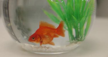 Akvaryumdaki akvaryumda Japon balığı, kapalı masa, yakın plan.