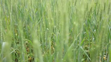 Tarlada yetişen güzel buğday başakları, yakın çekim. Kamera sağa hareket ediyor
