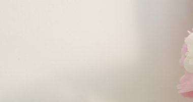 Açık gri arka planda güzel şakayıklar, yakın plan. Kamera sağa hareket ediyor