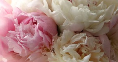 Bulanık arka planda bir buket güzel şakayık, yakın plan. Kamera sola hareket ediyor