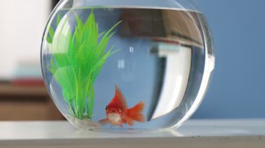 Yuvarlak akvaryumdaki güzel akvaryumdaki balıklar beyaz masa içinde.