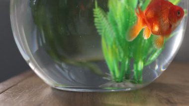 Yuvarlak akvaryumdaki güzel balıklar ahşap masada, dışarı zum yapıyorlar.