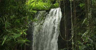 Güzel şelale, yeşil bitkiler ve tropikal ormanda lianalar