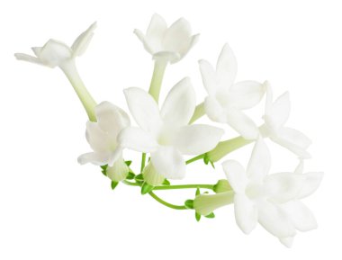 Güzel aromatik yasemin çiçekleri beyazda izole edilmiş.
