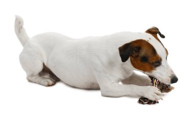 Beyaz arka planda oyuncakla oynayan sevimli bir köpek. Sevimli hayvan