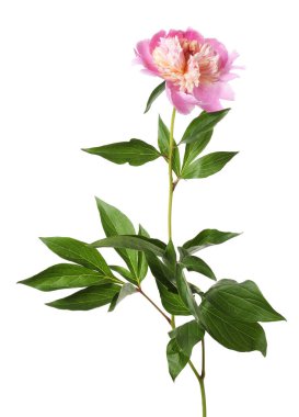 Güzel pembe şakayık çiçeği beyaz üzerine izole edilmiş