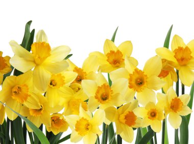 Beyaz arkaplanda güzel sarı nergis çiçekleri