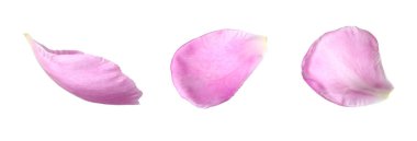 Beyaz arka planda güzel şakayık yaprakları, set