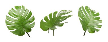 Yeşil tropikal canavar yaprakları beyazlar üzerinde izole edilmiş.