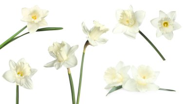 Beyaz arkaplanda Aromatik nergis çiçekleri, set